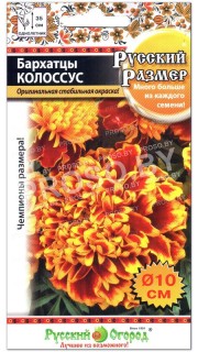 Бархатцы Колоссус, серия Русский размер