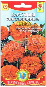 Бархатцы отклоненные Танжер