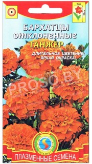 Бархатцы отклоненные Танжер