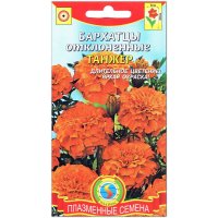 Бархатцы отклоненные Танжер