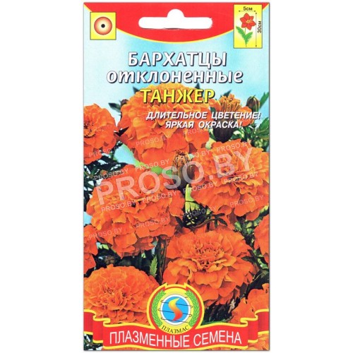 Бархатцы отклоненные Танжер