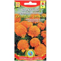 Бархатцы прямостоячие Купидон оранж(евые)