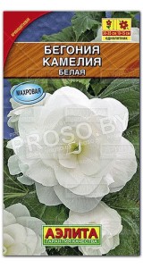 Бегония Камелия белая