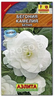 Бегония Камелия белая