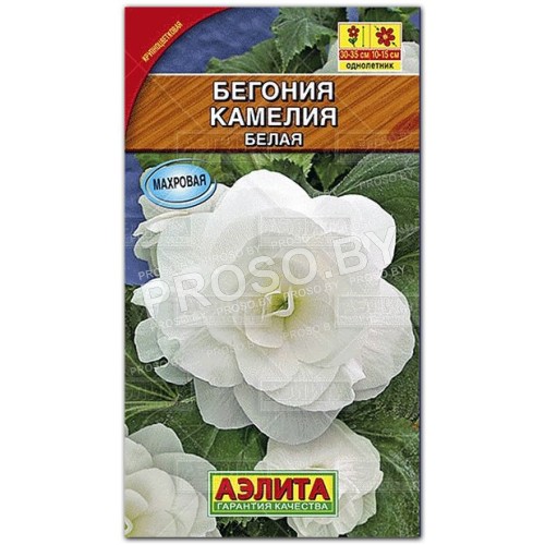 Бегония Камелия белая
