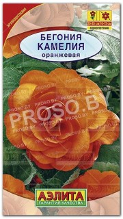 Бегония Камелия оранжевая