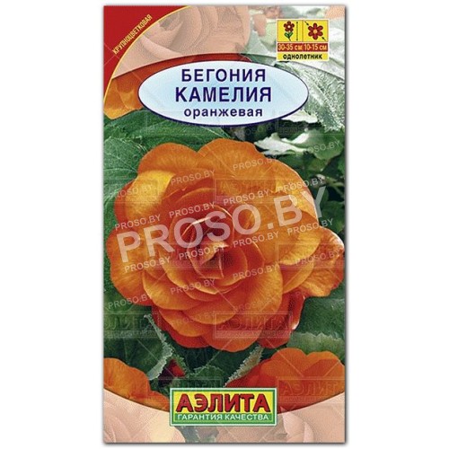 Бегония Камелия оранжевая