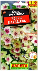 Флокс друммонда Черри карамель