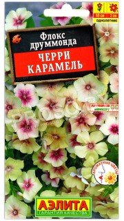 Флокс друммонда Черри карамель