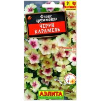 Флокс друммонда Черри карамель