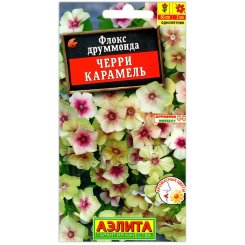Флокс друммонда Черри карамель