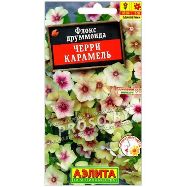 Флокс друммонда Черри карамель