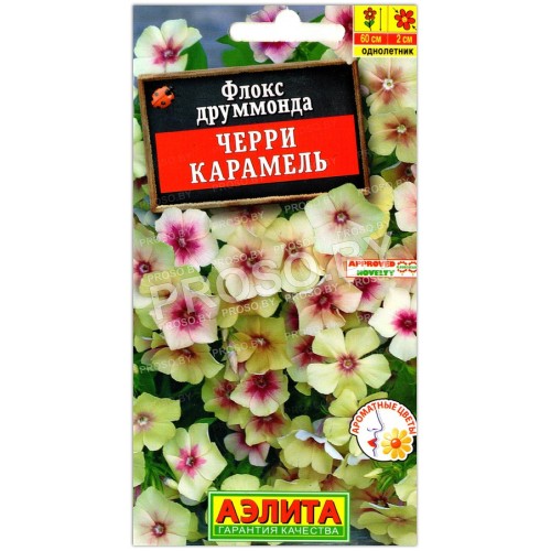Флокс друммонда Черри карамель