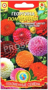 Георгина Помпонная, смесь
