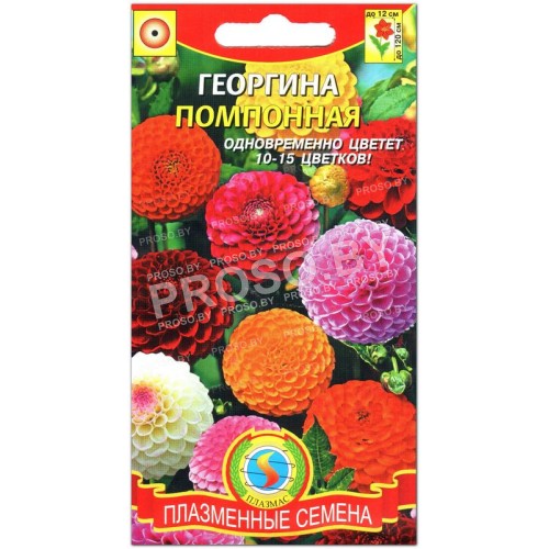 Георгина Помпонная, смесь