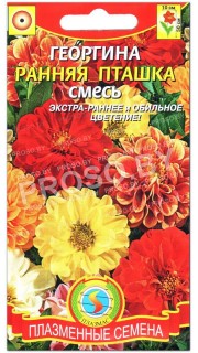 Георгина Ранняя пташка, смесь