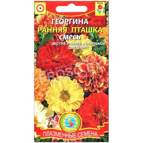 Георгина Ранняя пташка, смесь