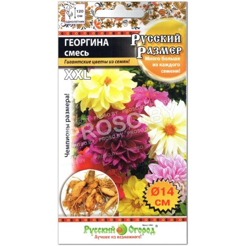 Георгина Смесь, серия Русский размер