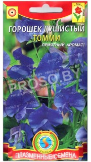 Душистый горошек Томми