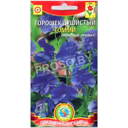 Горошек душистый Томми