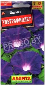 Ипомея Ультрафиолет