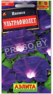 Ипомея Ультрафиолет