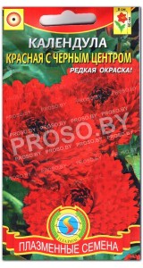 Календула Красная с черным центром