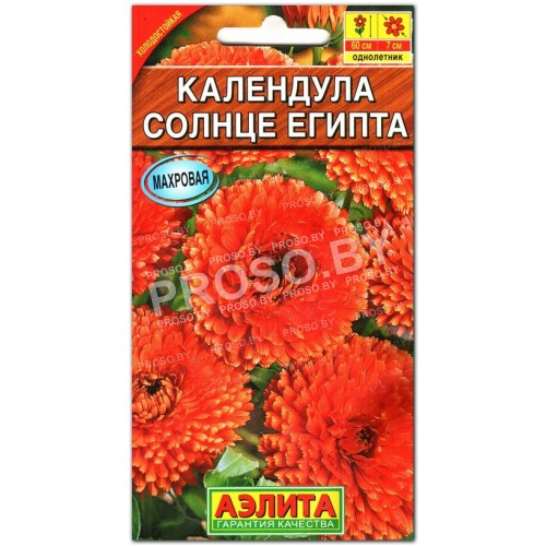 Календула Солнце Египта