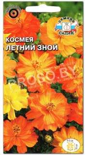 Космея Летний зной