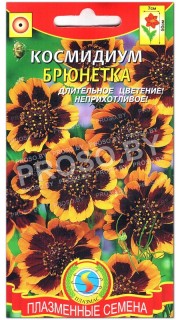 Космидиум Брюнетка