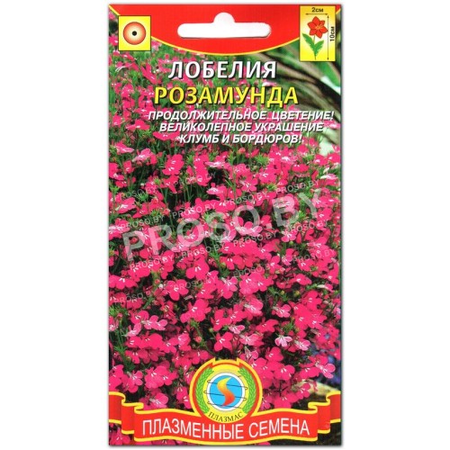 Лобелия Розамунда