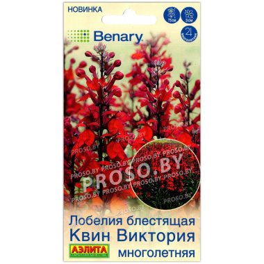 Лобелия блестящая Квин виктория