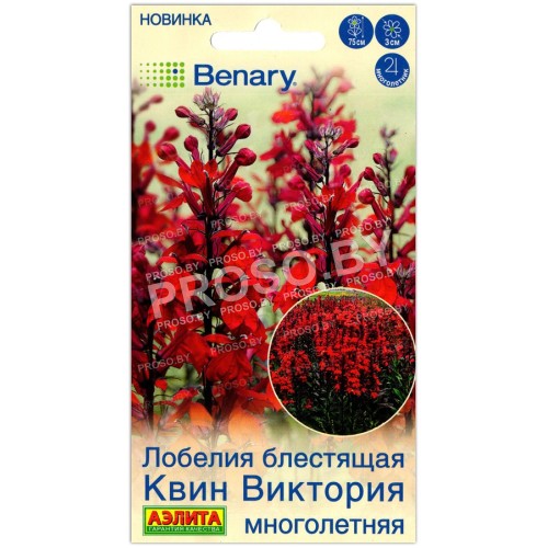 Лобелия блестящая Квин виктория