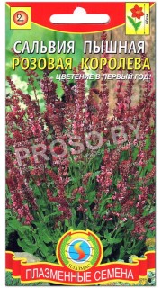 Сальвия пышная Розовая королева