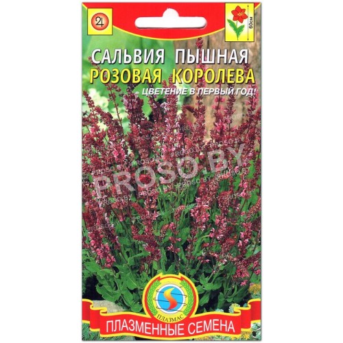 Сальвия пышная Розовая королева