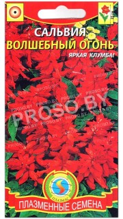 Сальвия Волшебный огонь