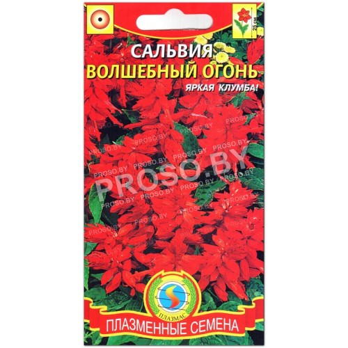 Сальвия Волшебный огонь