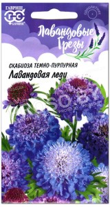 Скабиоза махровая Лавандовая леди