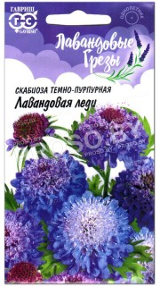 Скабиоза махровая Лавандовая леди