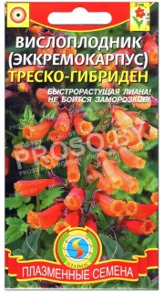 Вислоплодник Треско-гибриден