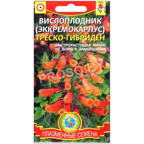 Вислоплодник Треско-гибриден