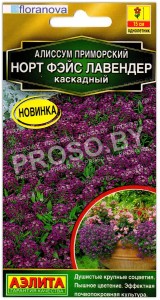 Алиссум приморский каскадный Норт фэйс лавендер