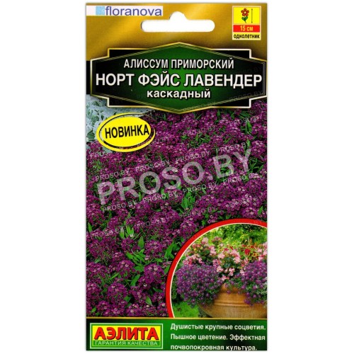 Алиссум приморский каскадный Норт фэйс лавендер