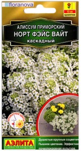 Алиссум приморский каскадный Норт фэйс вайт