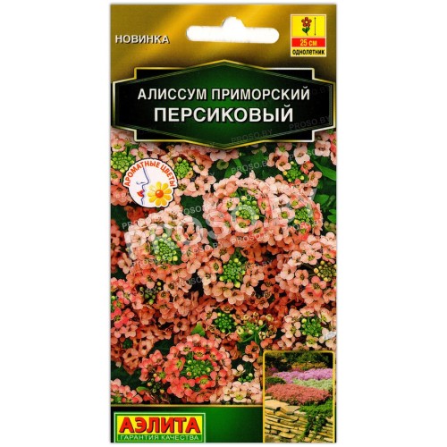 Алиссум приморский Персиковый