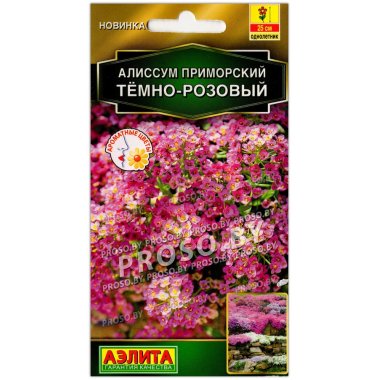 Алиссум приморский Темно-розовый