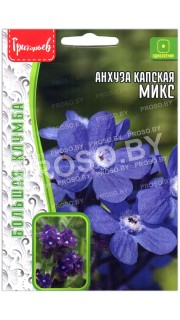 Анхуза капская Микс
