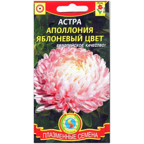 Астра Аполлония яблоневый цвет-1