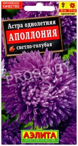 Астра Аполлония светло-голубая