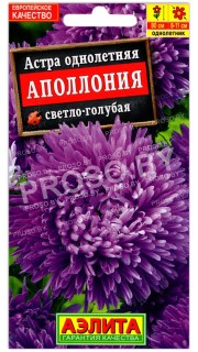 Астра Аполлония светло-голубая